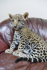Fototapeta premium Jaguar in Nature