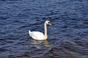 white Swan on the sea surface