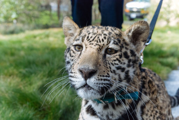 Jaguar in Nature