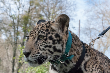 Jaguar in Nature - 203990952