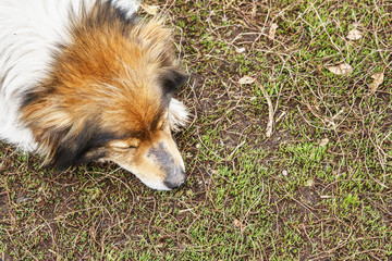 Cute domestic dog lies on earth with closed eyes. Top view. Copy space