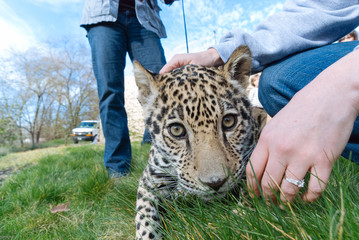 Jaguar in Nature - 203991156
