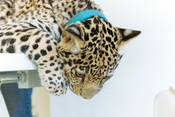 Jaguar in Nature - 203991364