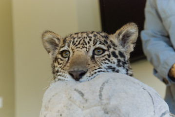 Jaguar in Nature - 203991376