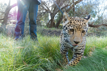 Jaguar in Nature - 203991505