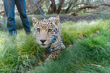 Jaguar in Nature - 203991512