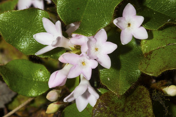 Flowers of trailing arbutus at Valley Falls Park in Connecticut.
