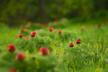 Close up of Peony flowers.