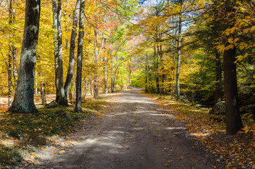 Fototapeta premium Empty Narrow Road through a Colourful Forest on a Sunny Autumn Day. Beautiful Autumn Colours.