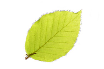 Green beech leaf structure isolated on white