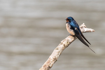 A swallow (hirundo rustica) is sitting on a branch