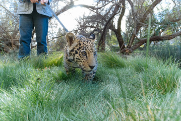 Jaguar in Nature - 203991558