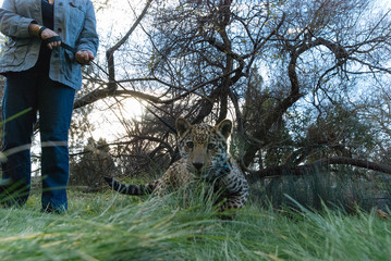 Jaguar in Nature - 203991584