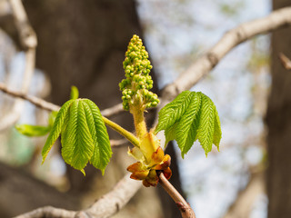 Young leaves of chestnut