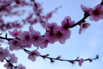 peach