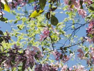 Blossoming pink sacura cherry tree flowers against blue sky