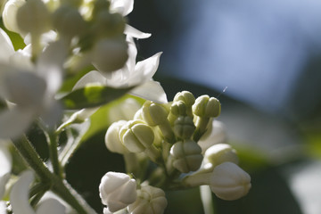 Close-up beautiful lilac flowers