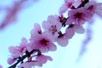 peach