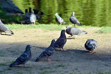 Obraz premium Pigeon