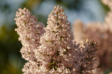 Closeup of beautiful blooming purple lilac under the blue sky