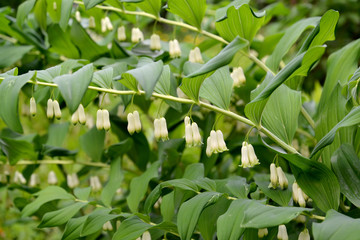 Flowers of a Eurasian Solomon's seal (Polygonatum multiflorum L.)