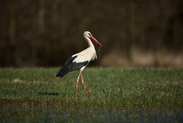 Ciconia ciconia. Free nature. Beautiful picture. Spring theme. From bird life. Bird on a meadow. The wild nature of the Czech Republic. Bird and frog. Spring.