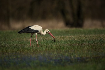 Ciconia ciconia. Free nature. Beautiful picture. Spring theme. From bird life. Bird on a meadow. The wild nature of the Czech Republic. Bird and frog. Spring.