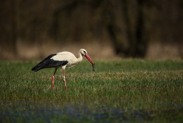 Ciconia ciconia. Free nature. Beautiful picture. Spring theme. From bird life. Bird on a meadow. The wild nature of the Czech Republic. Bird and frog. Spring.