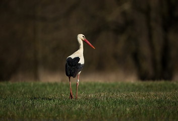 Ciconia ciconia. Free nature. Beautiful picture. Spring theme. From bird life. Bird on a meadow. The wild nature of the Czech Republic. Bird and frog. Spring.