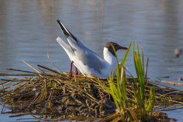 The seagull builds a nest in the spring on a swamp.