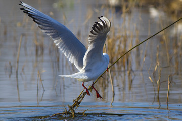 The seagull builds a nest in the spring on a swamp.