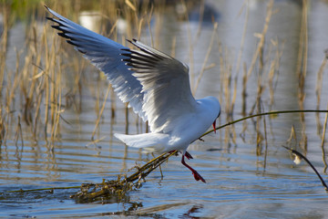 The seagull builds a nest in the spring on a swamp.