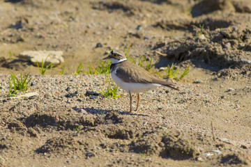 A small zucch kulik walks along the sandy shore of the lake.
