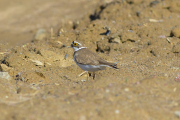 A small zucch kulik walks along the sandy shore of the lake.