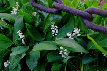 lily of the valley