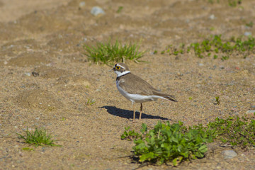 A small zucch kulik walks along the sandy shore of the lake.