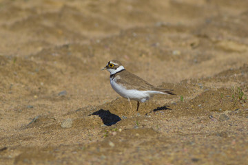 A small zucch kulik walks along the sandy shore of the lake.