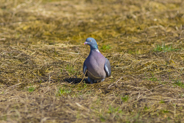 Wild pigeon in the spring field.