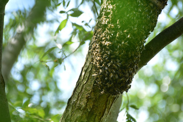 Bee swarm on a tree preparing for a new colony.