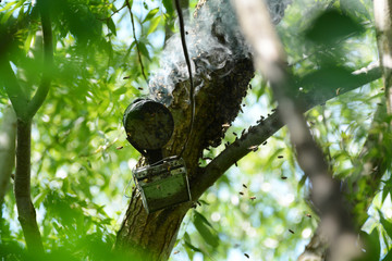 Smoke device for keeping away aggressive bees in traditional beekeeping.