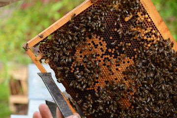 Close up of a bee hive