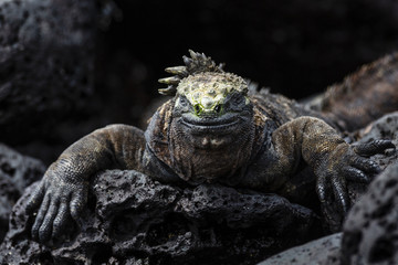 Marine Iguana (Amblyrhynchus cristatus) in Galapagos Islands, Ec