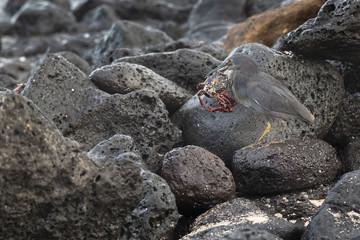 Lava Heron or Galapagos Heron (Butorides sundevalli) in Galapago