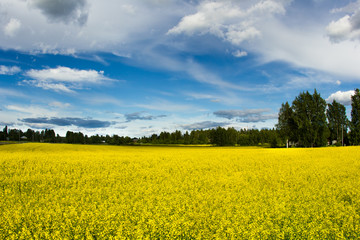 Obraz premium Golden field of flowering rapeseed with beautiful clouds on sky and on forest background
