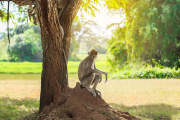 male macaque sits under tree