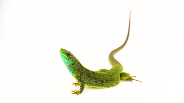 Green lizard isolated