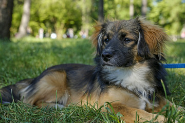 portrait of puppy dog on green grass in the park