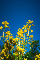 Yellow Cosmos flower and blue sky, beautiful background