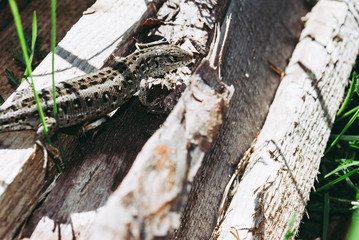 The usual garden lizard basks in the morning sun