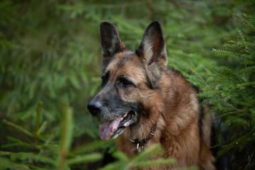 close-up portrait of a German shepherd among young firs